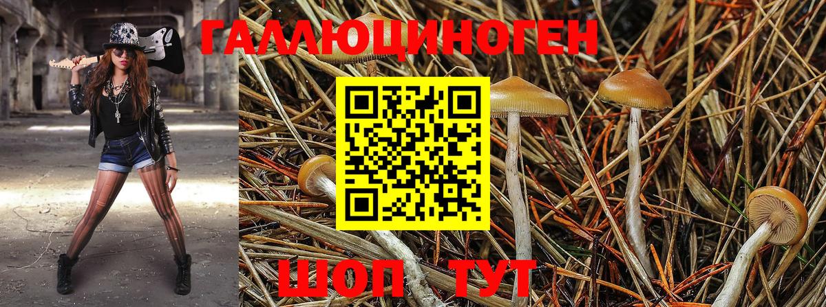 Галлюциногенные грибы Psilocybine cubensis  Галлюциногенные грибы Psilocybe  Дербент  Вход с VPN 